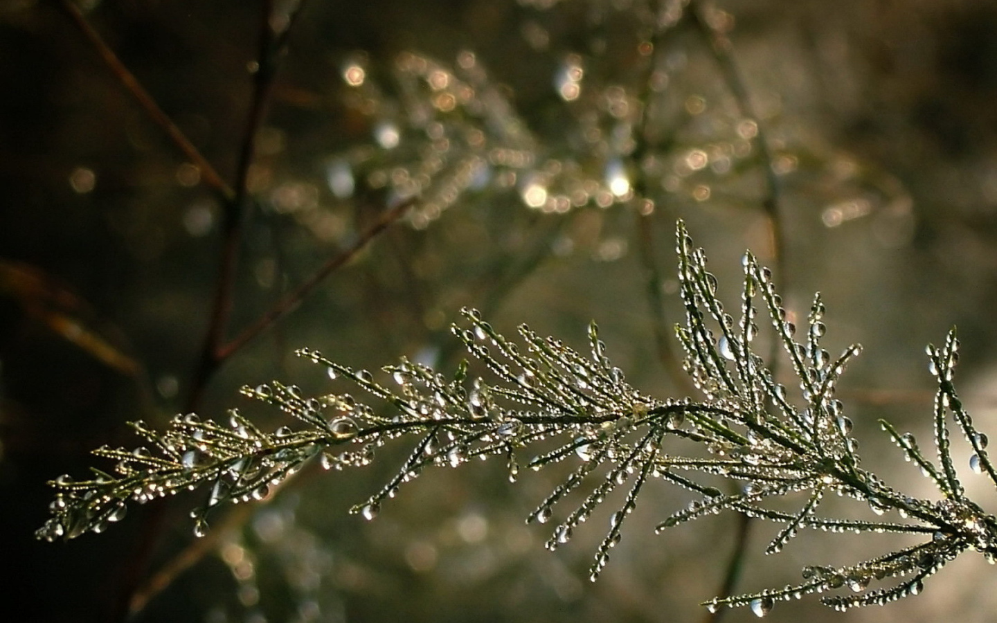 Капельки воды на ветке дерева