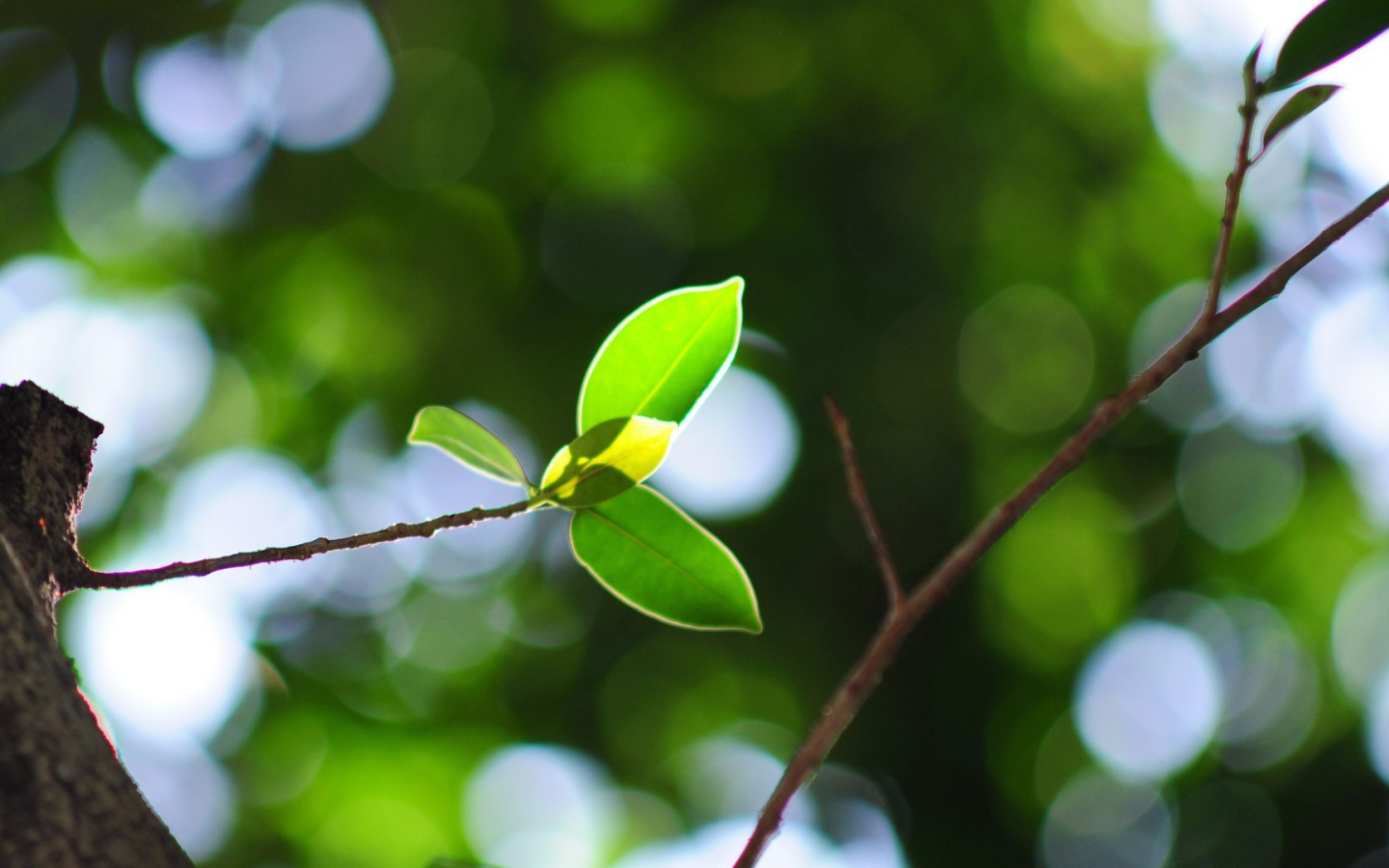 Молодая ветка на стволе дерева