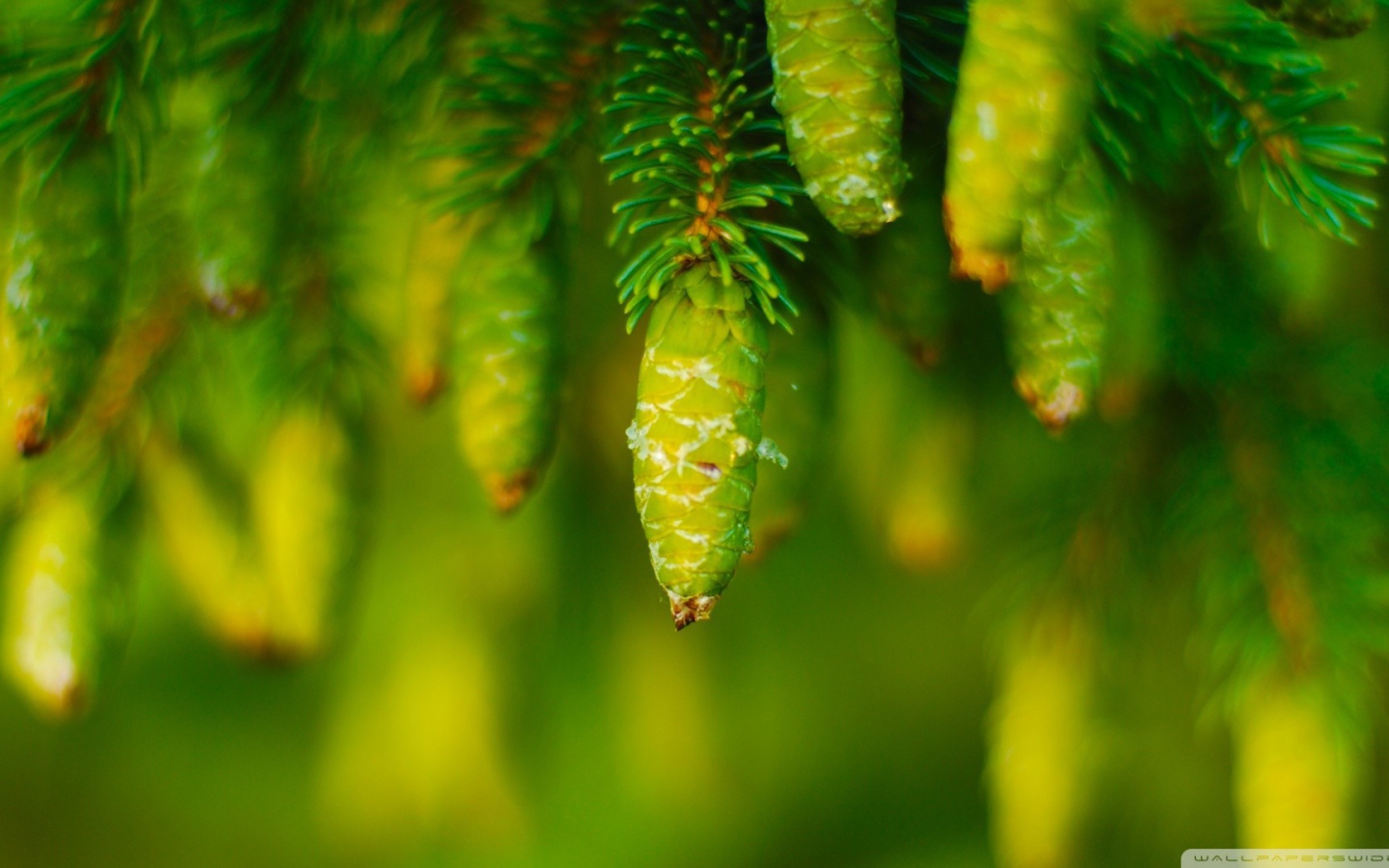 Молодые шишки на хвойном дереве