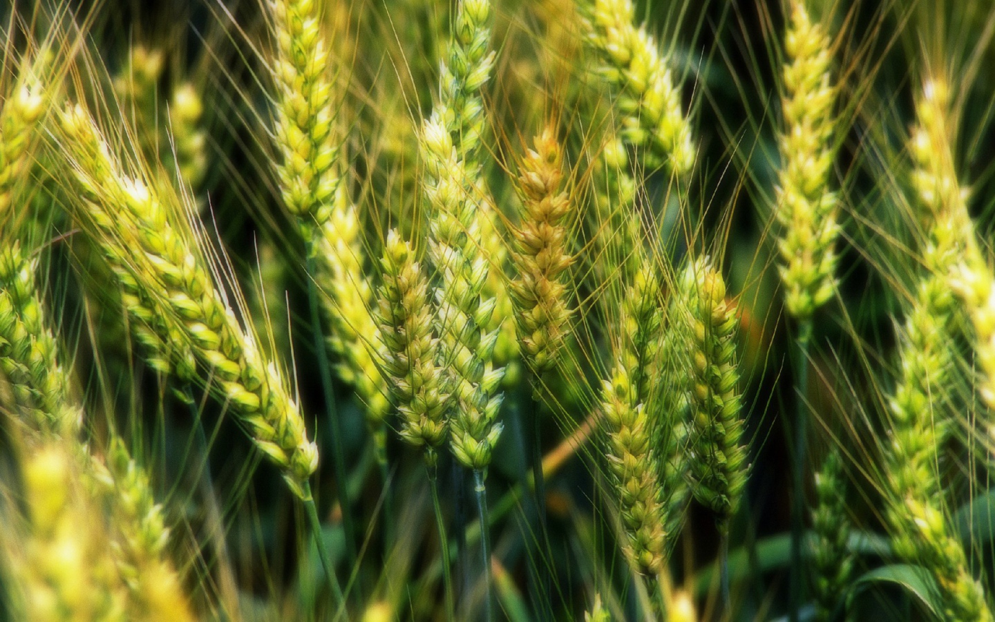 Молодые зеленые колоски пшеницы