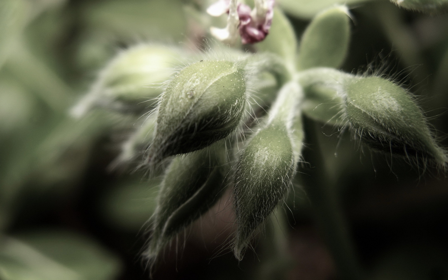 Пушистые бутоны цветков