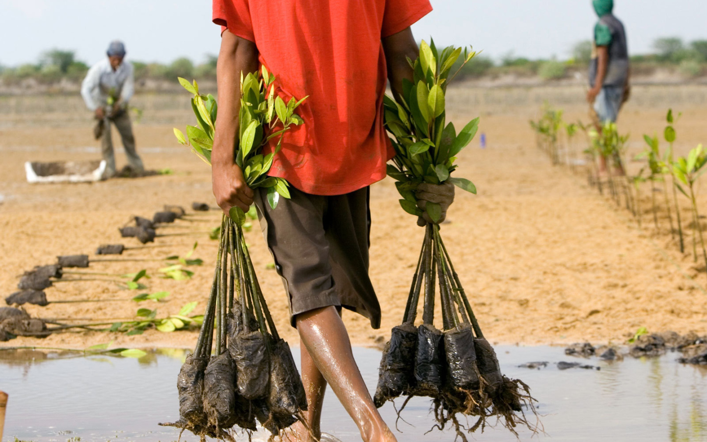 Человек несет саженцы