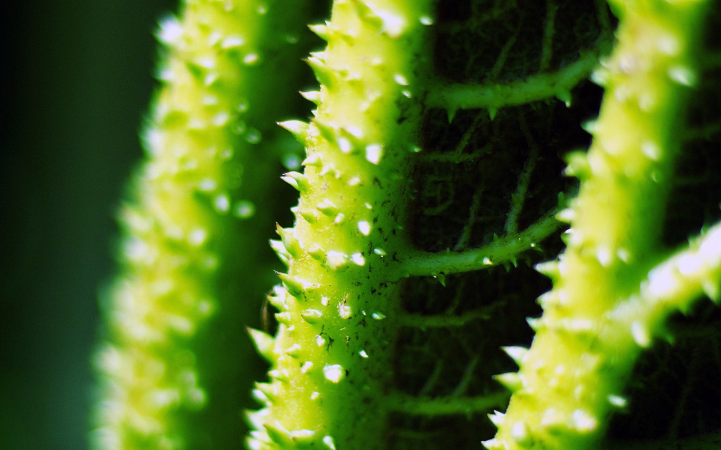 Стебли с колючками