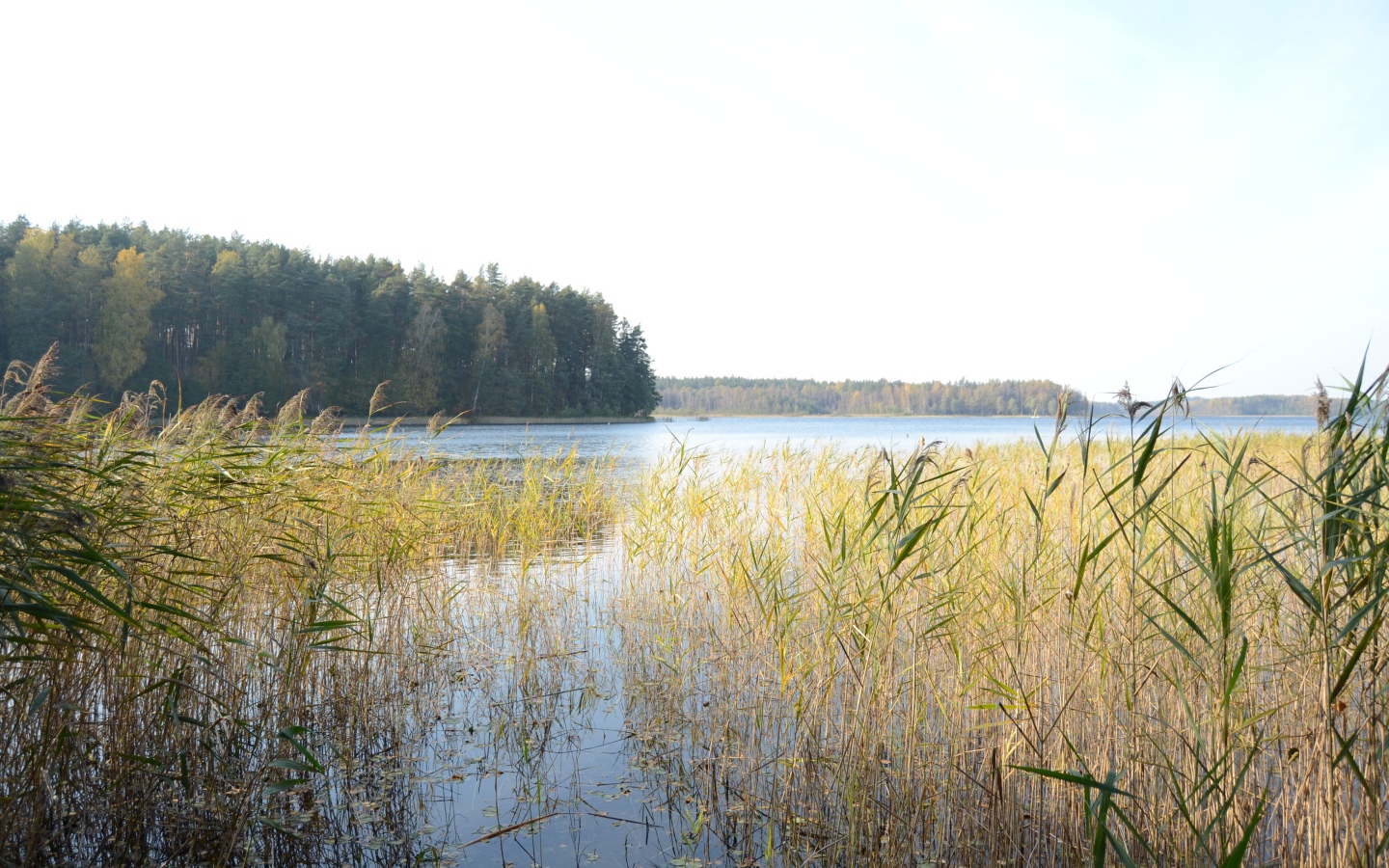 Поросшая болотистая местность