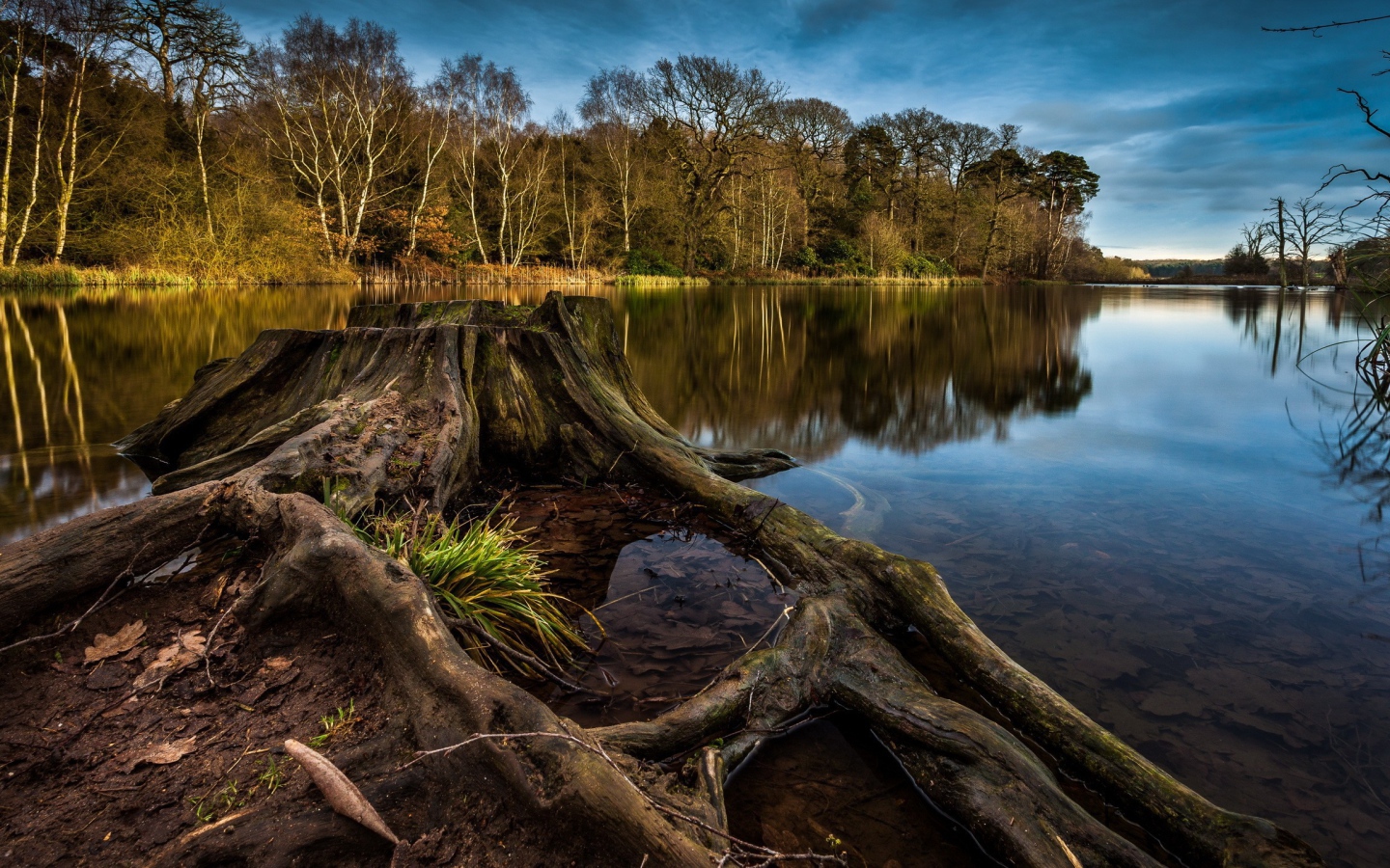 Пенек и корни дерева на краю озера