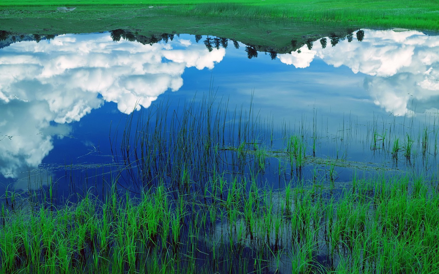 Зеркальное изображение в озере