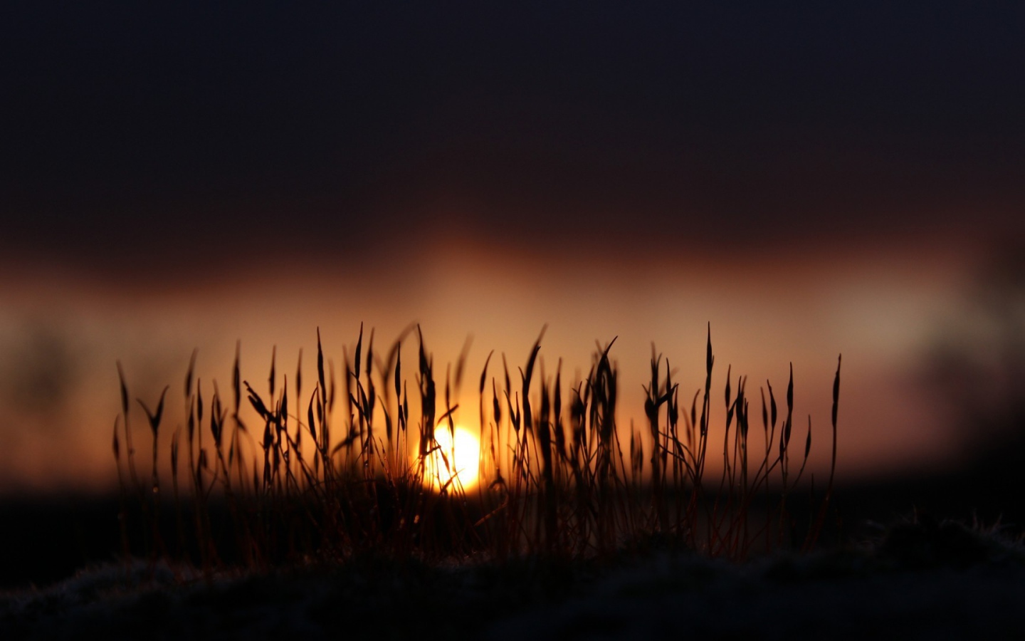 Сухие стебли травы на фоне закатного солнца