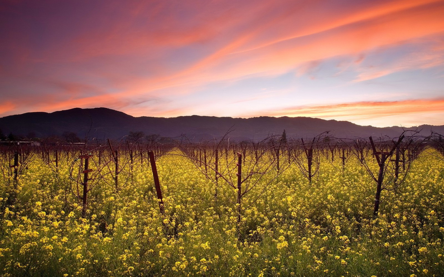 Красные облака над садом