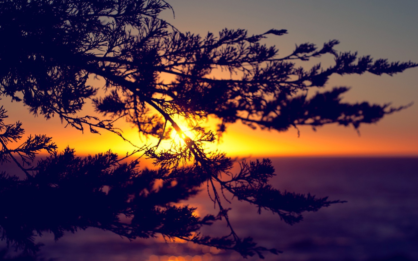 Закат сквозь ветки дерева