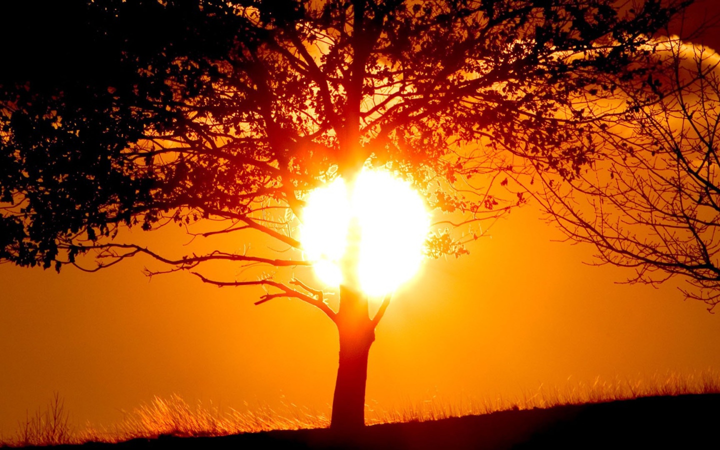 Солнце прячется за стволом дерева