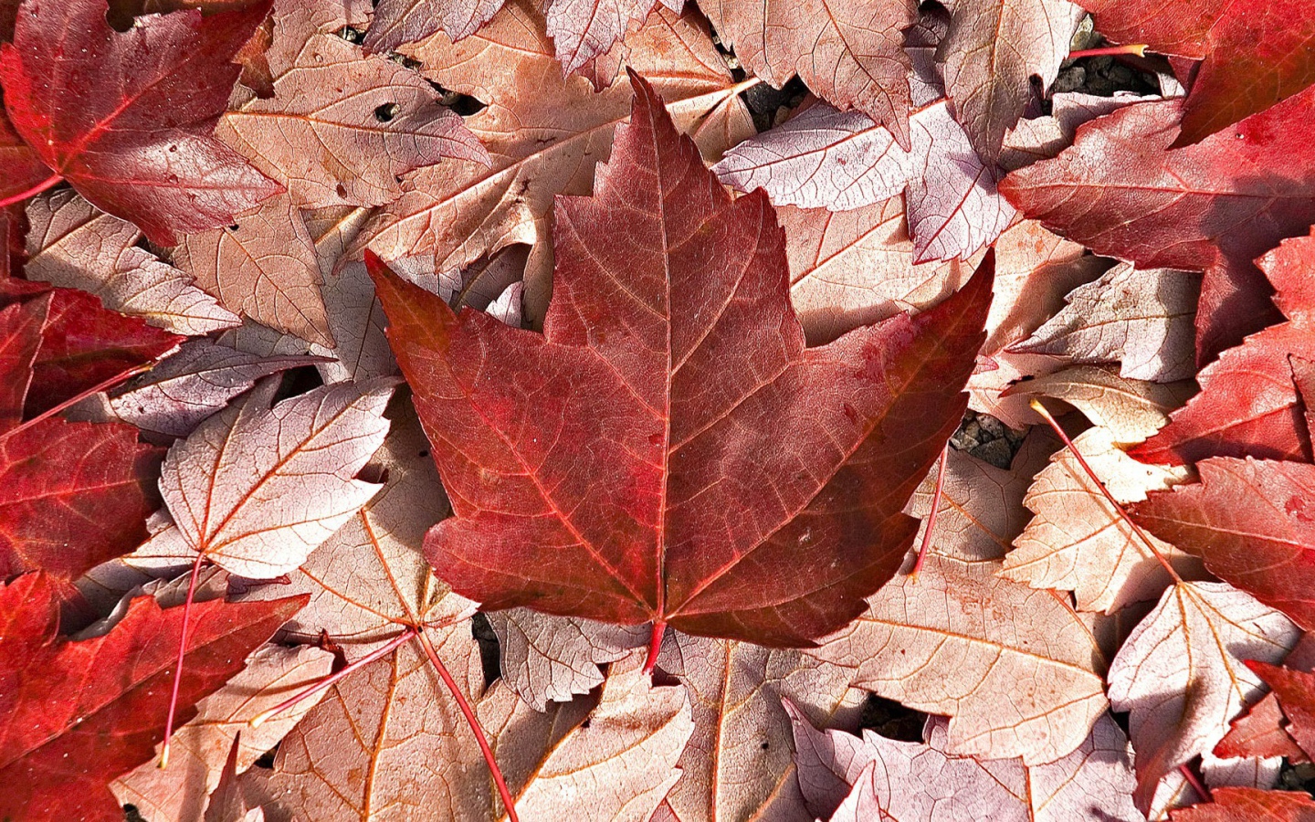 Флаг Канады из осенних листьев