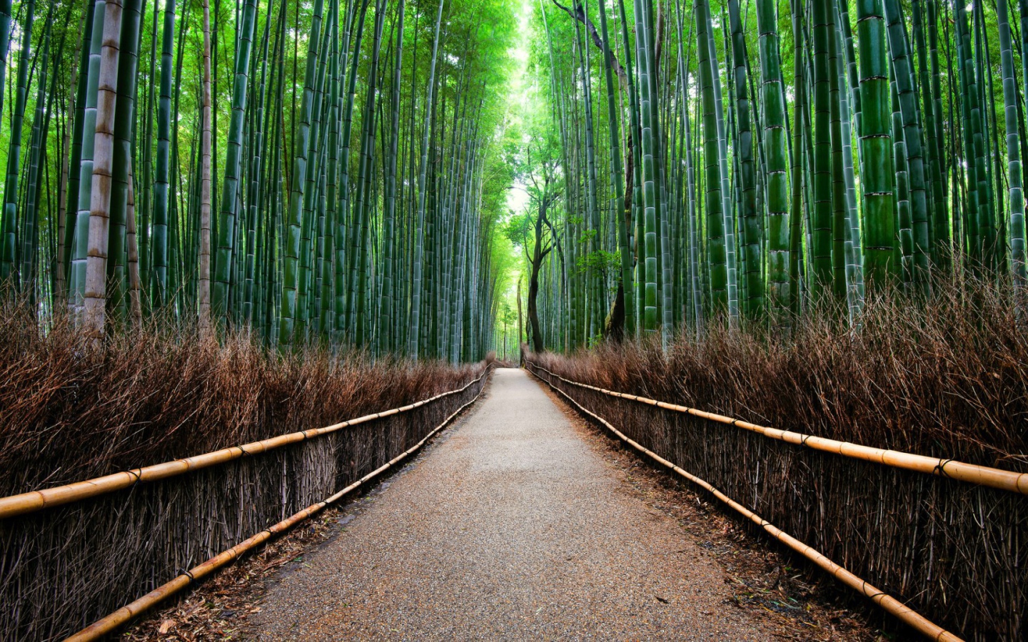 Бамбуковый лес Сагано в Киото, Япония