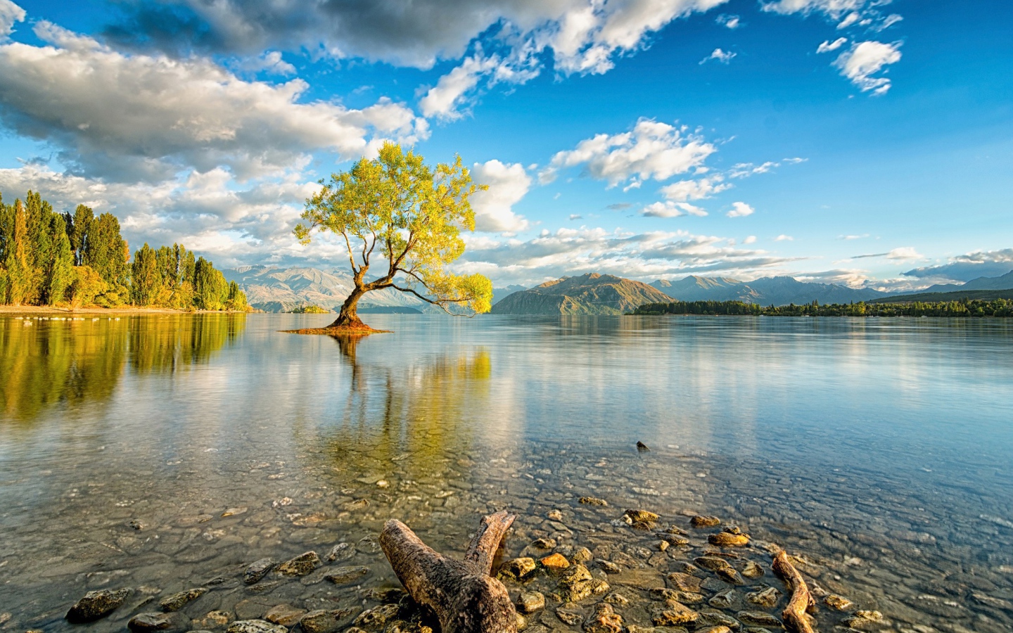 Дерево посреди озера в Новой Зеландии