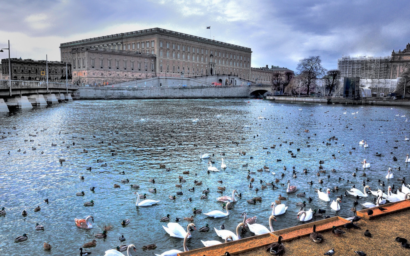 Птицы на реке в городе, Швеция