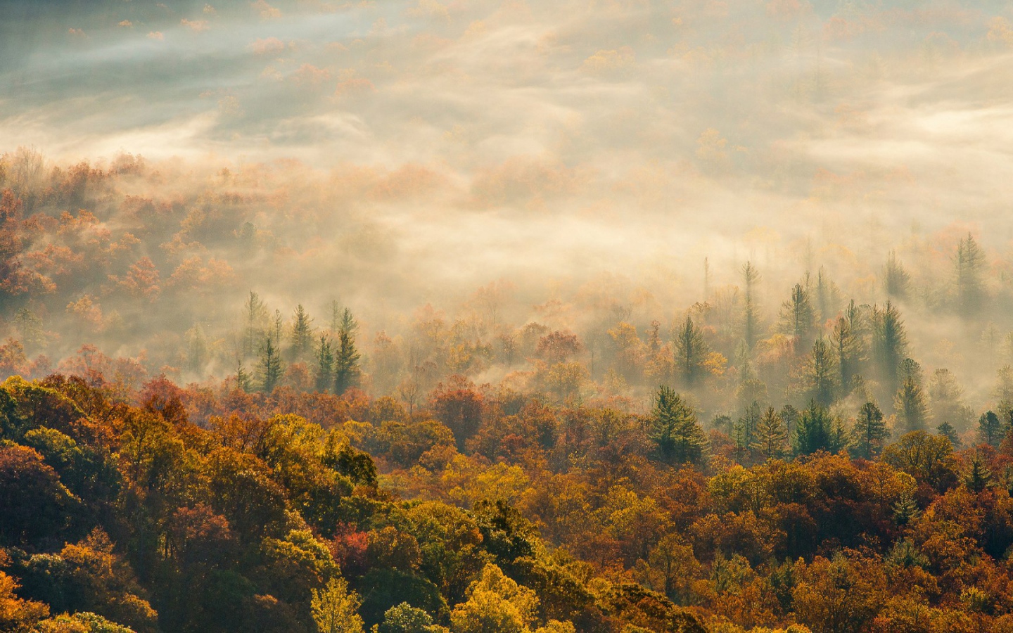 Лес в Северной Каролине