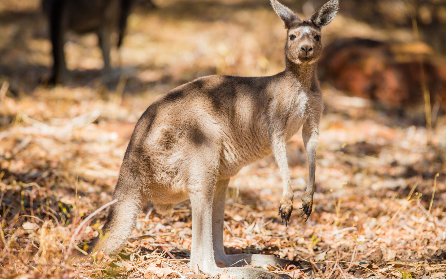 Австралийский кенгуру стоит на сухой траве