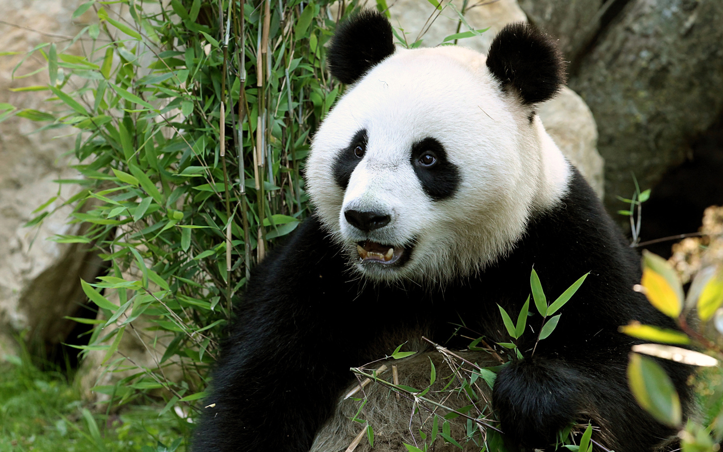 Забавная морда медведя панды