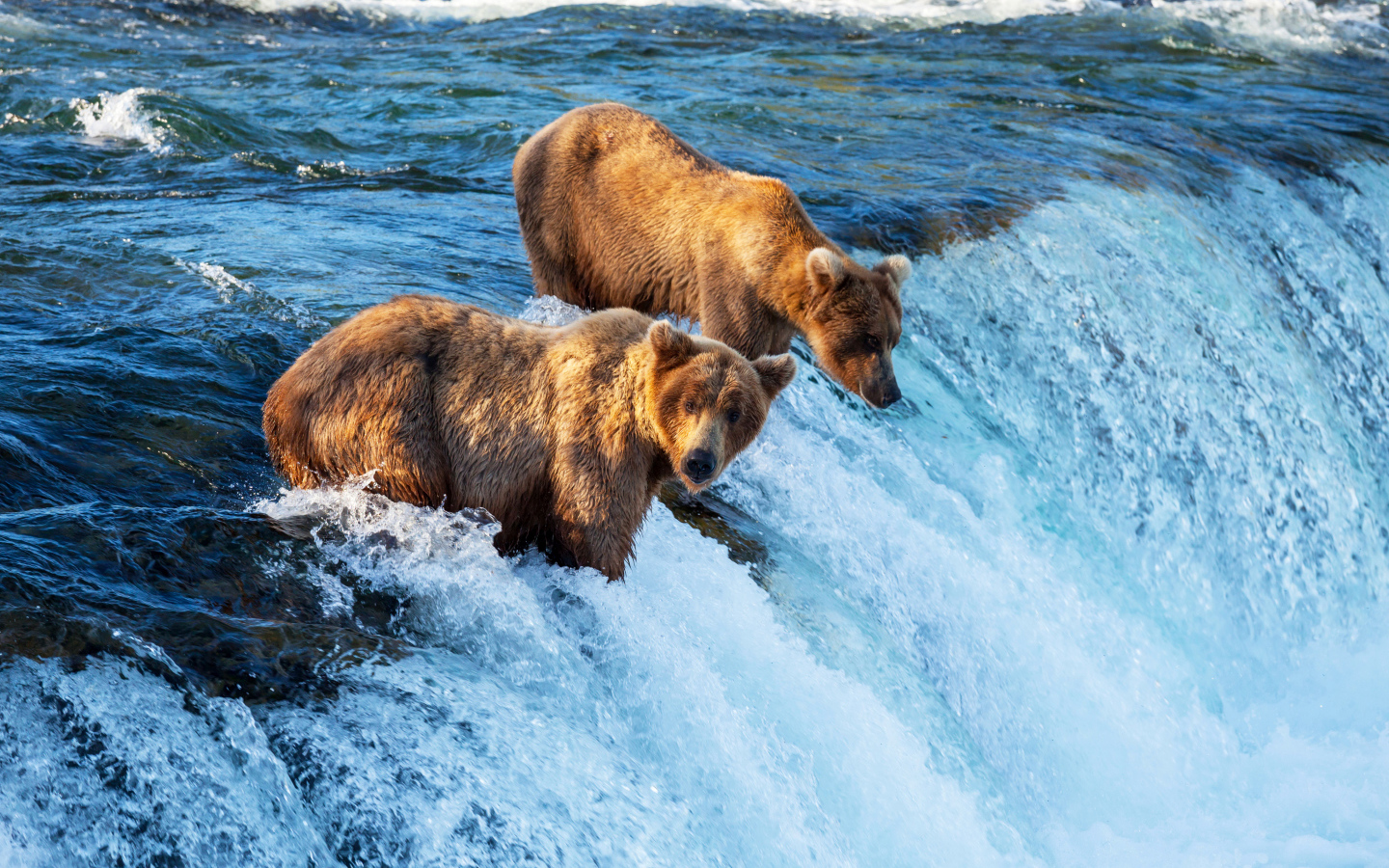 Два бурых медведя у водопада 