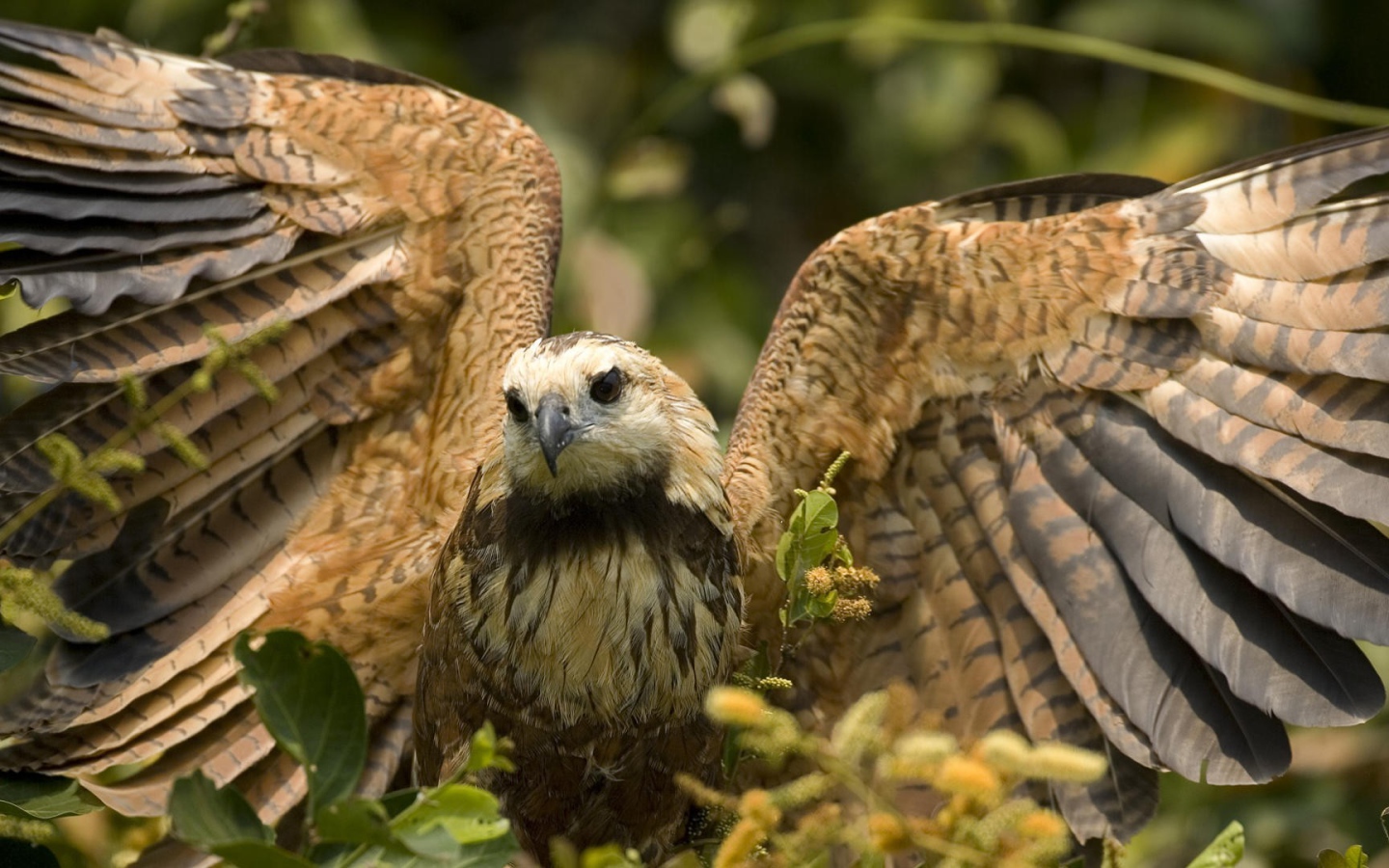 Большой хищный ястреб расправил крылья