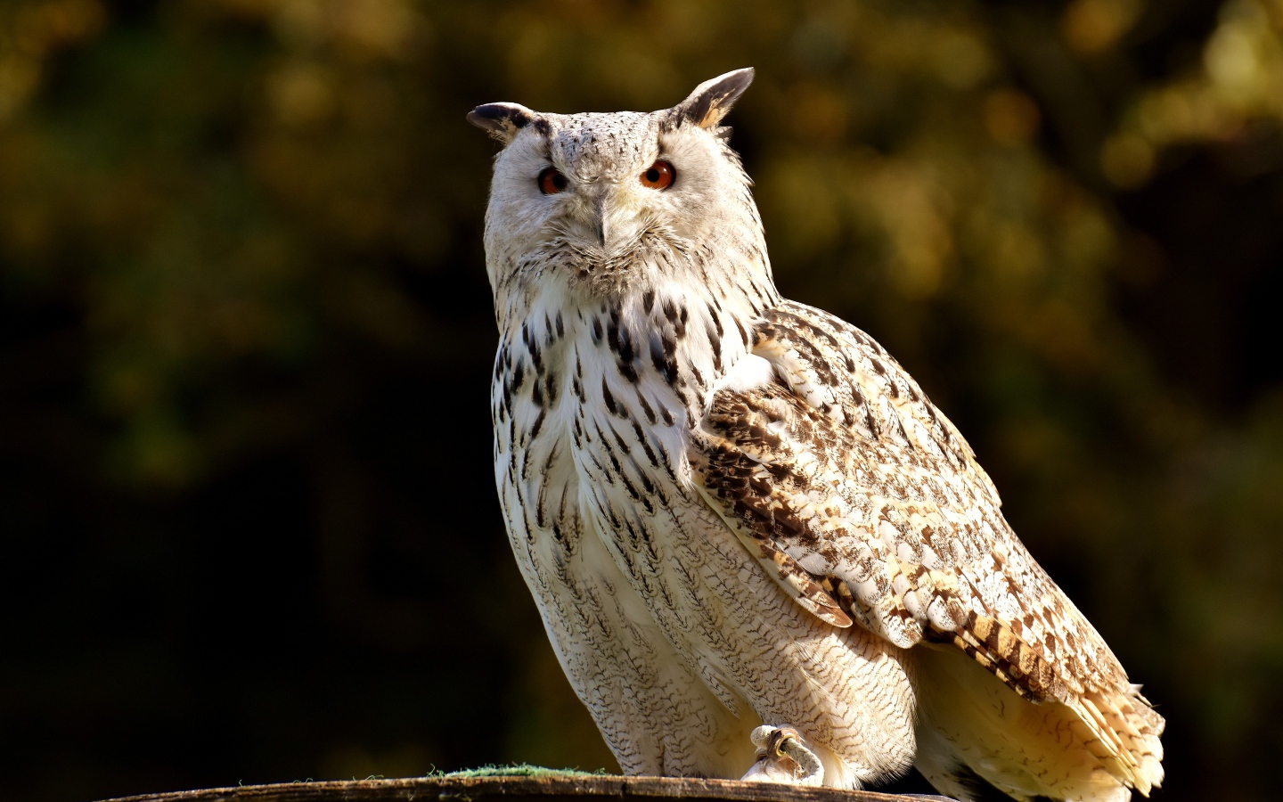 Большая белая сова сидит на ветке