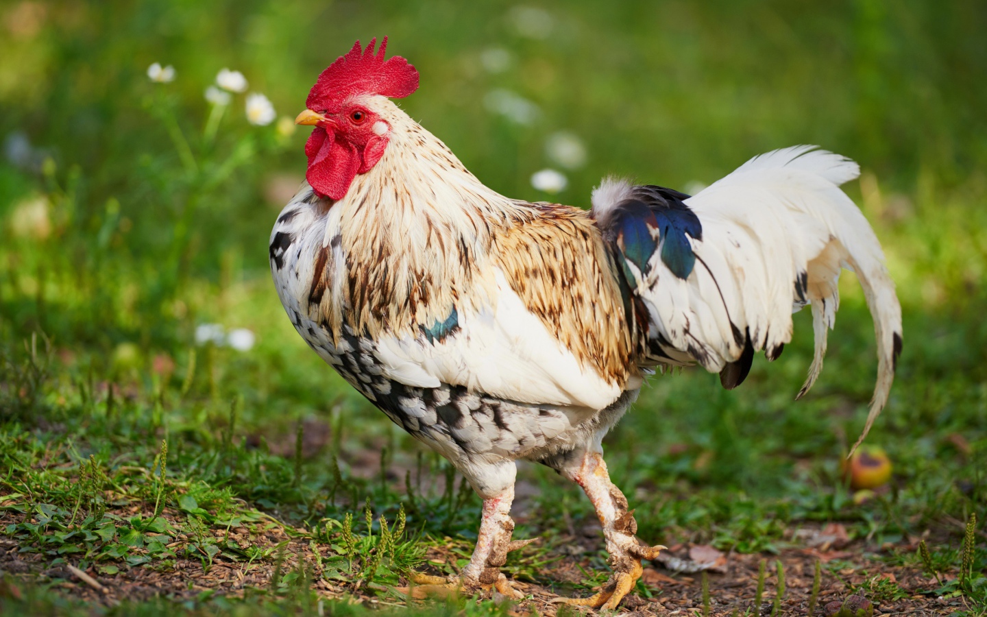 Красивый породистый петух 