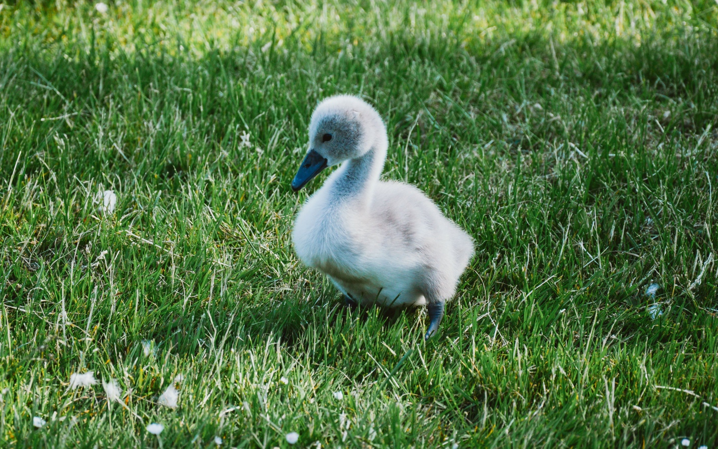 Милый маленький птенец лебедя на зеленой траве 