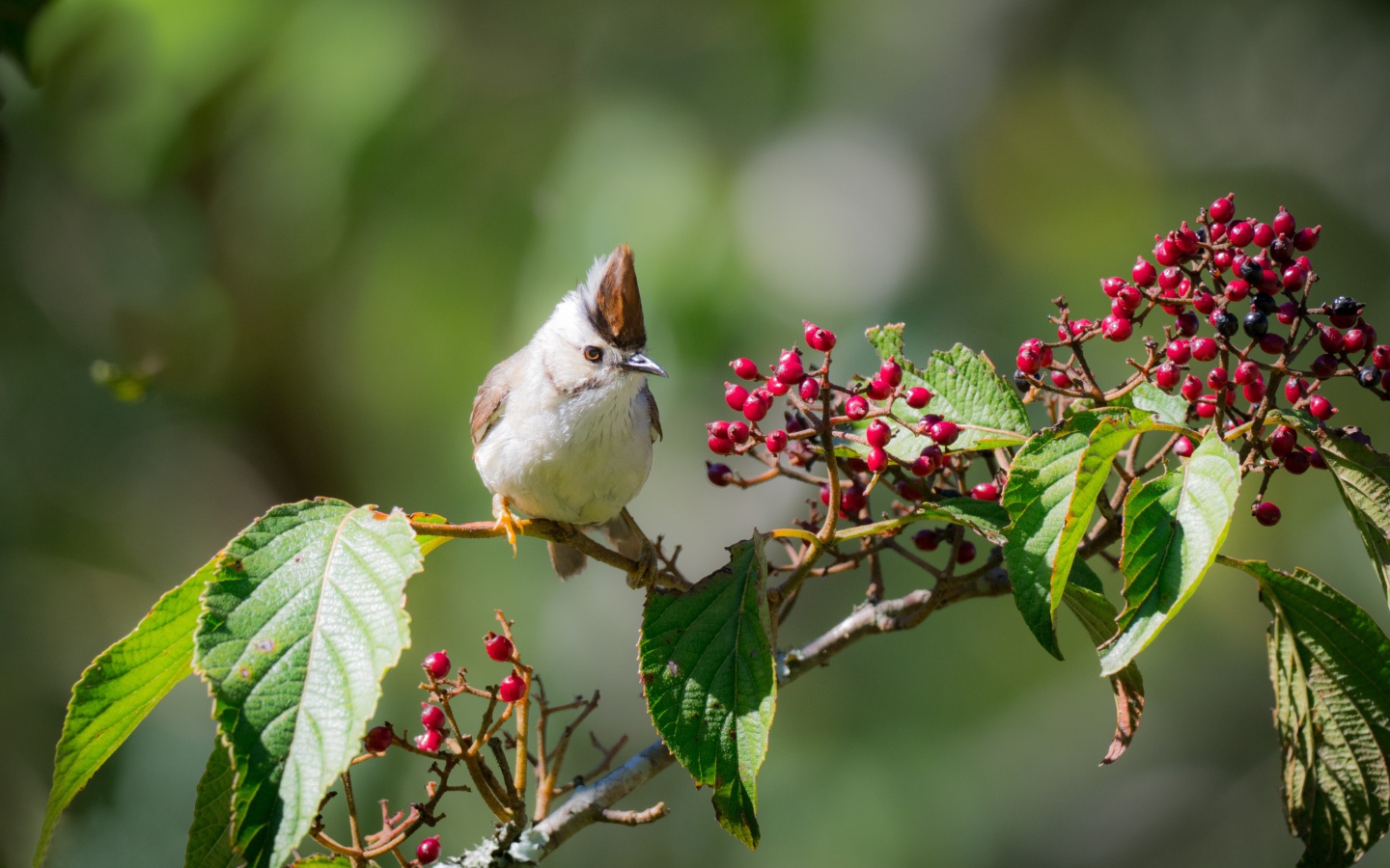 Маленькая птичка на ветке с красными ягодами
