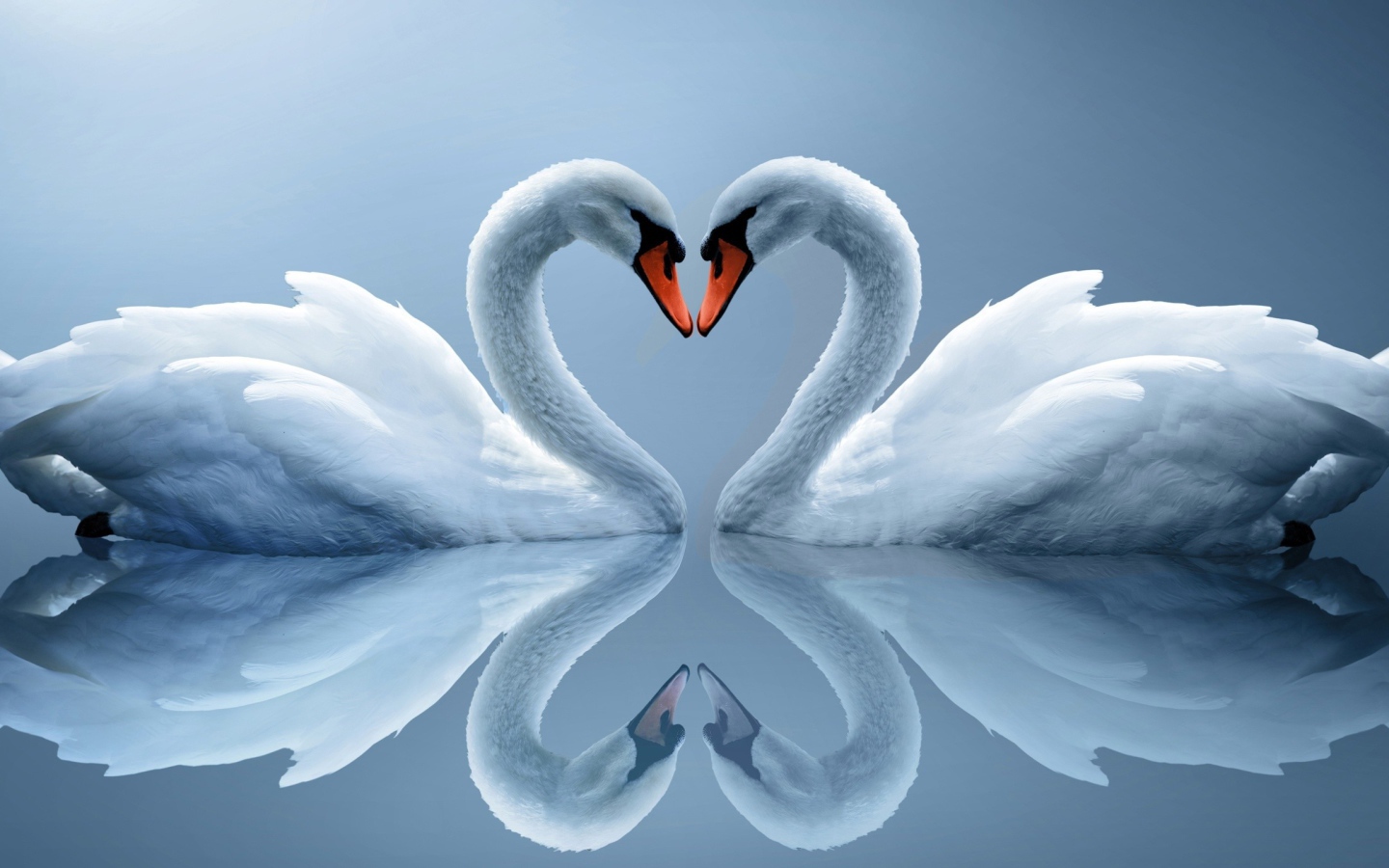 Два влюбленных белых лебедя отражаются в воде 