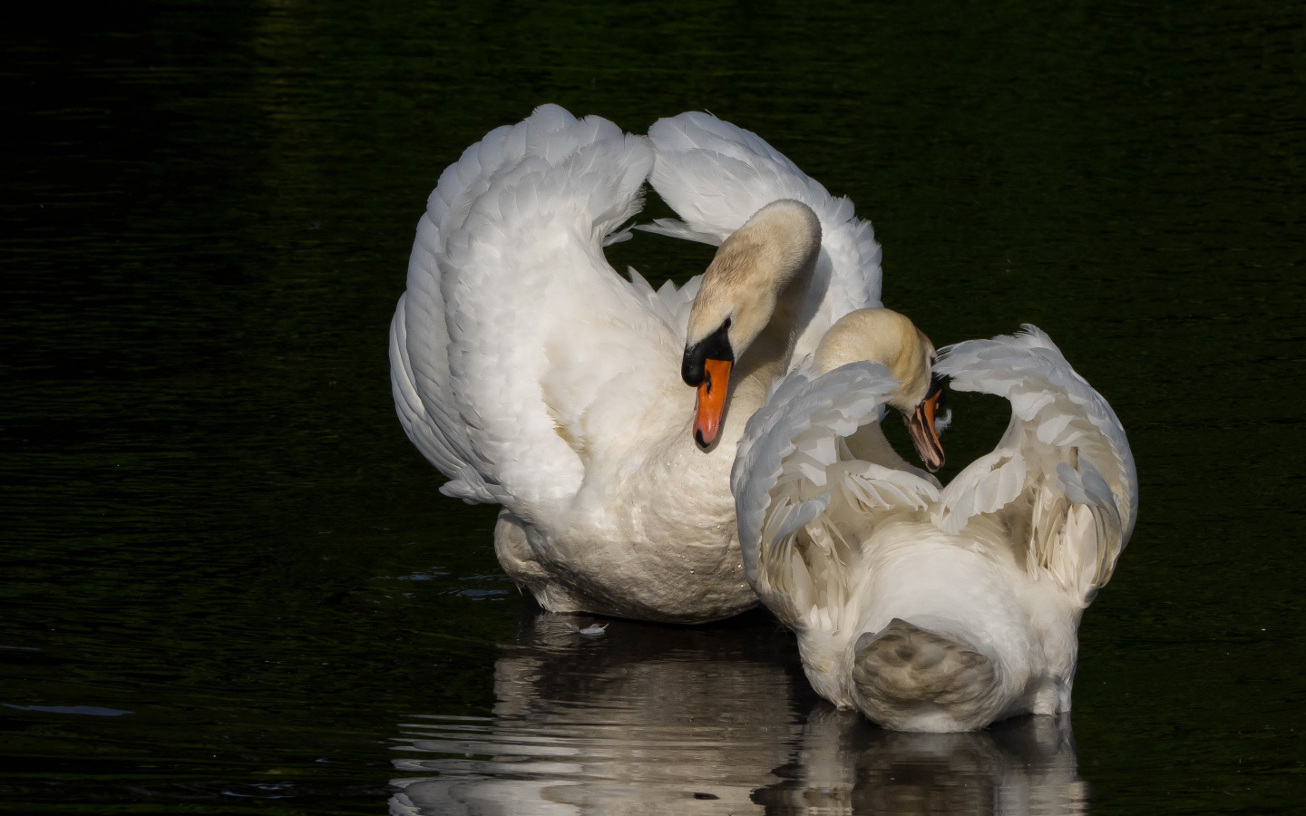 Два белых лебедя в водоеме