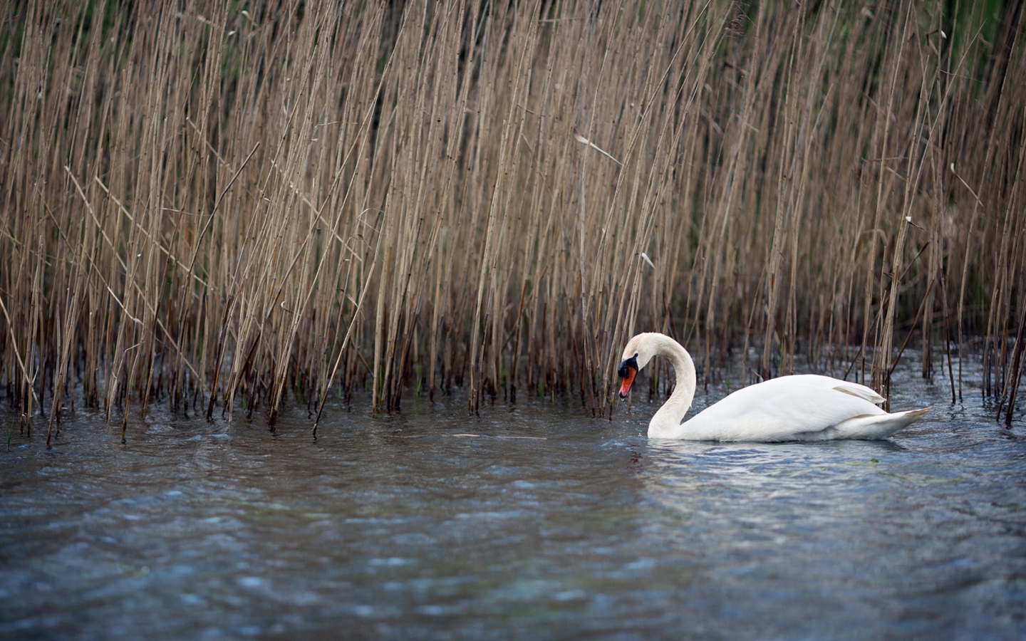 Белый красивый лебедь в воде у сухого камыша 