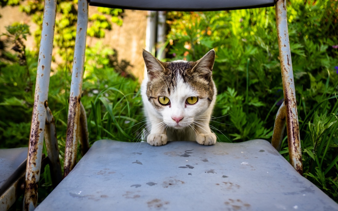 Испуганная кошка сидит на стуле