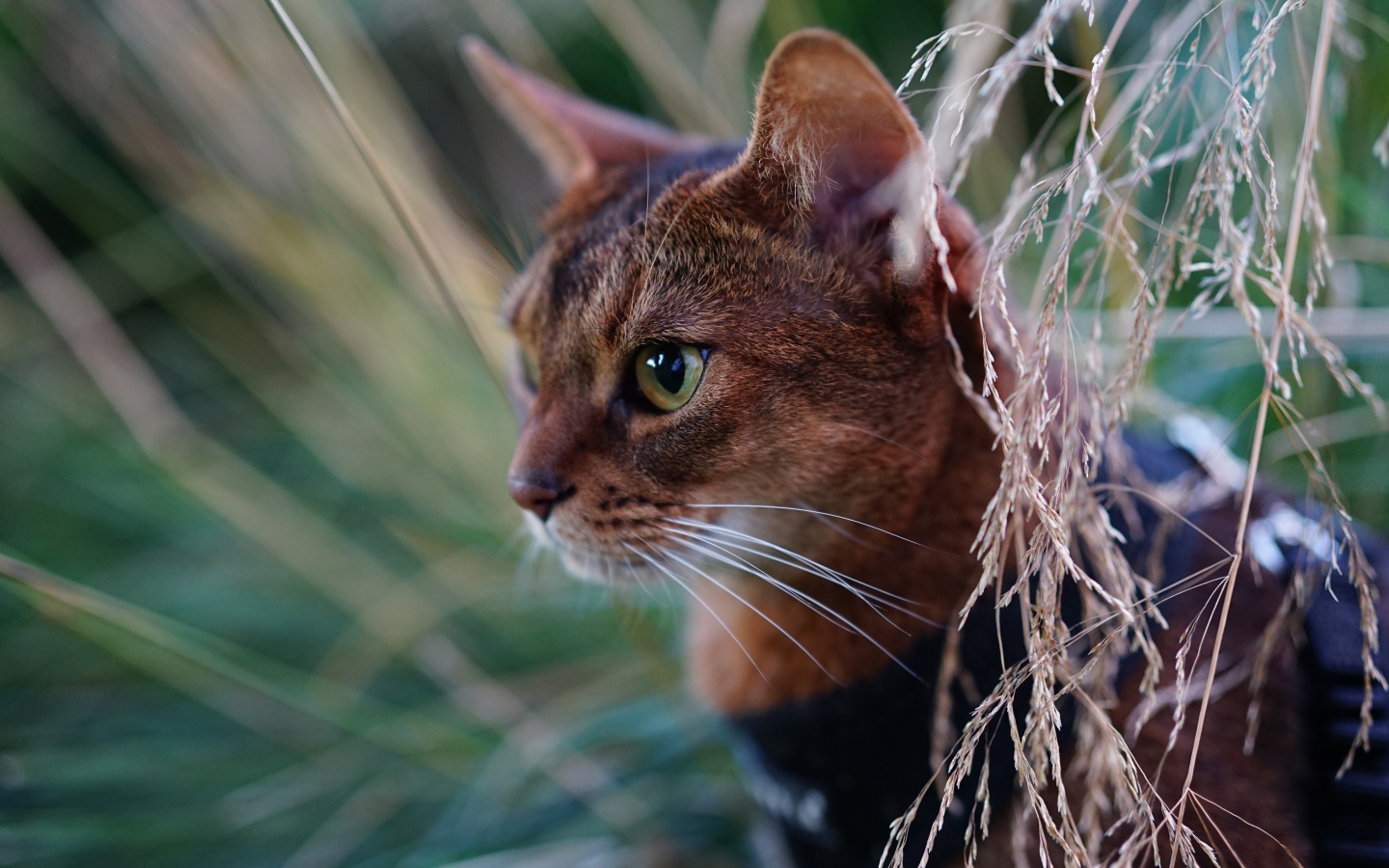 Красивая абиссинская короткошерстная кошка