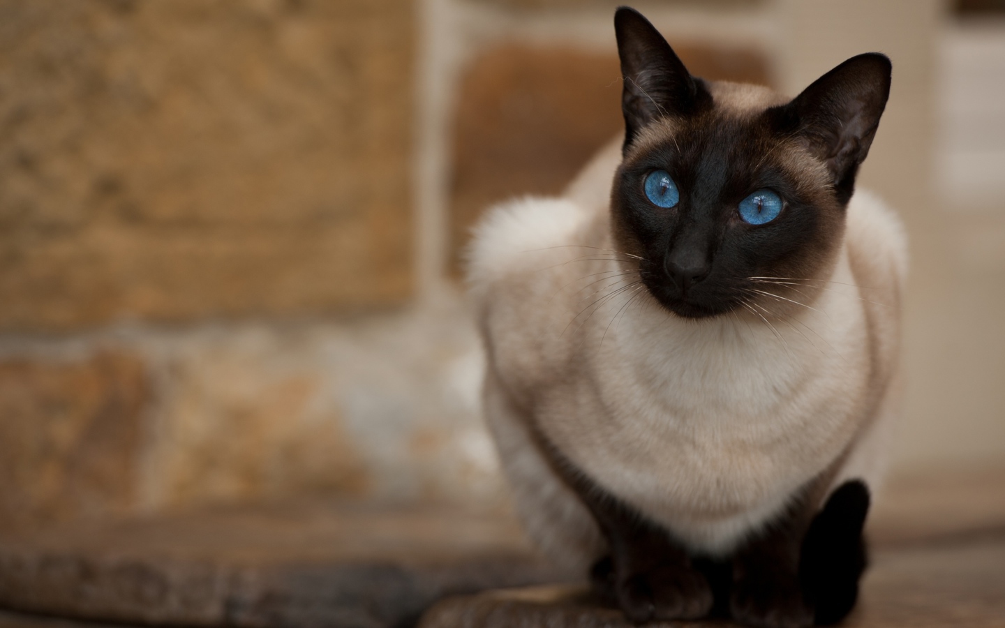 Красивый взгляд голубоглазой сиамской кошки