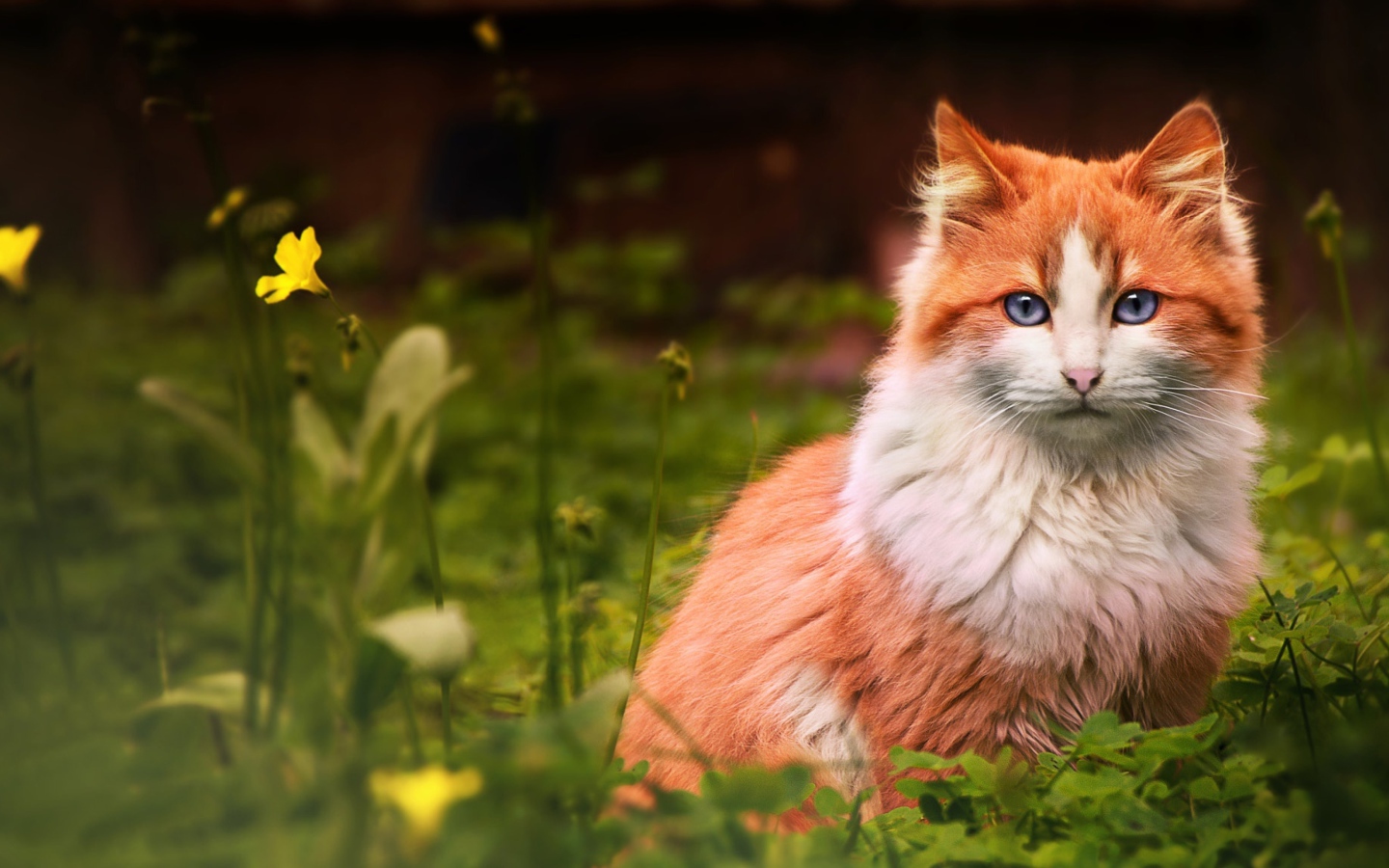 Голубоглазый рыжий кот сидит в зеленой траве