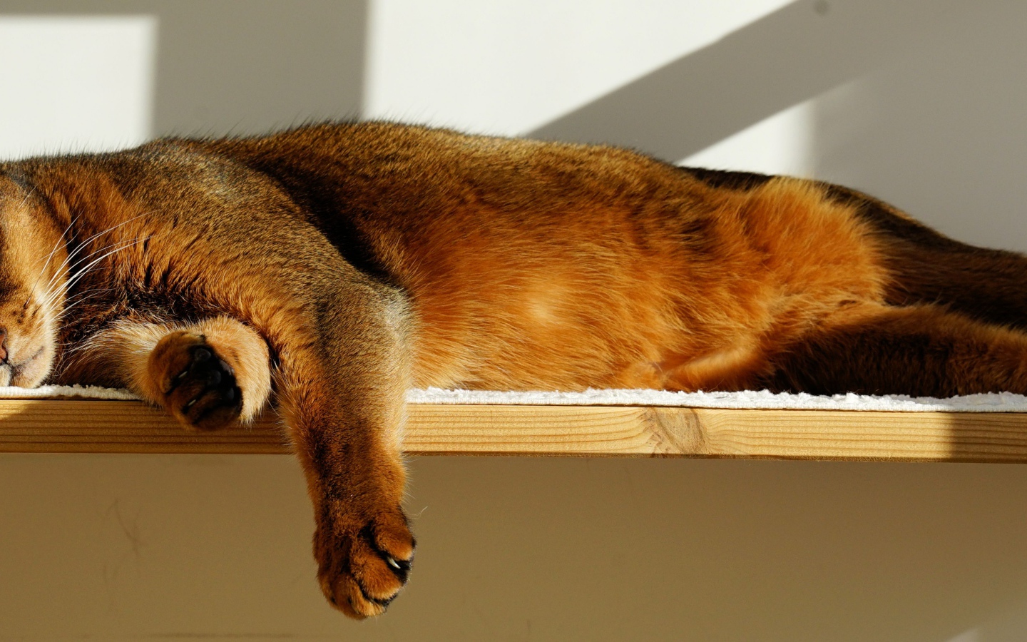 Кошка спит на полке 