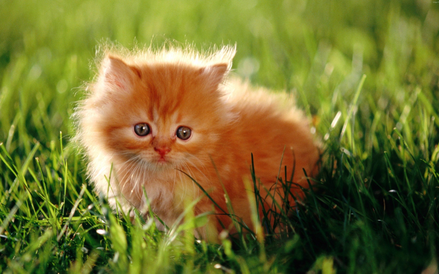 Испуганный пушистый рыжий котенок в зеленой траве
