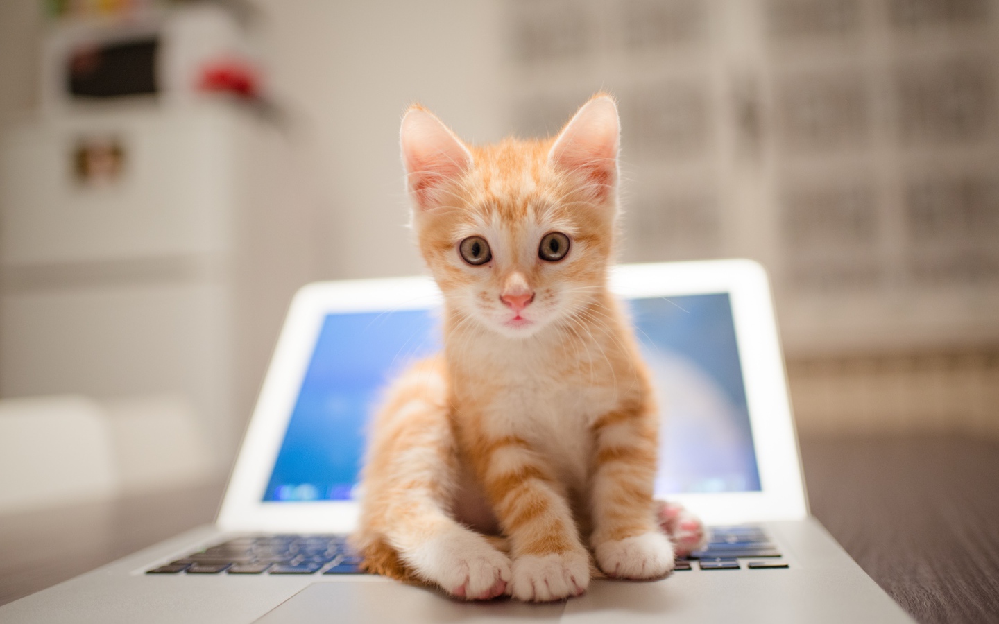 Забавный рыжий котенок сидит на ноутбуке