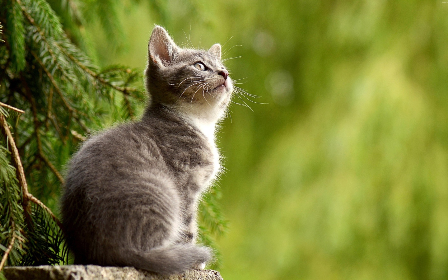 Заинтересованный взгляд маленького серого котенка
