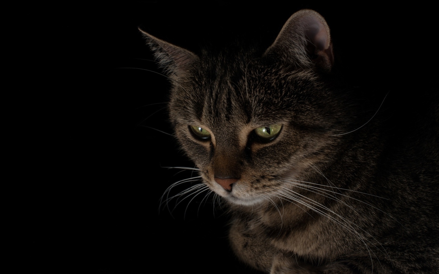 Большой серый кот смотрит вниз 