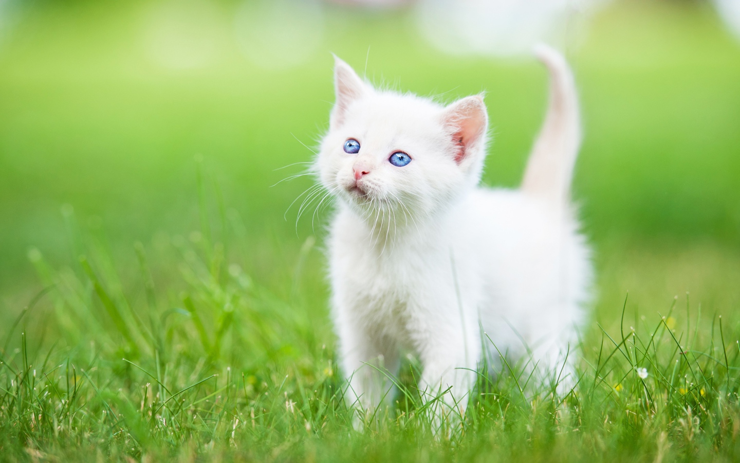 Маленький голубоглазый белый котенок на зеленой траве