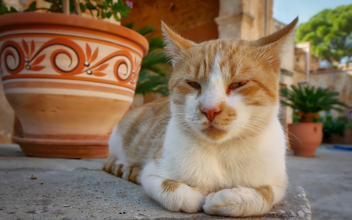 Рыже-белая кошка лежит на дороге у кувшина