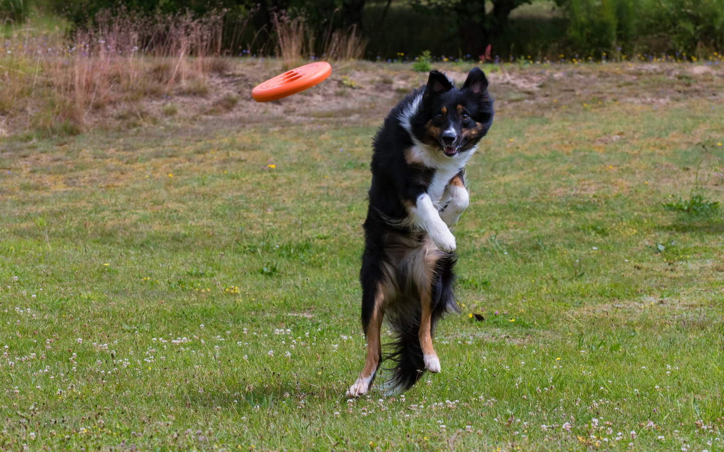 Собака породы Бордер-колли в прыжке