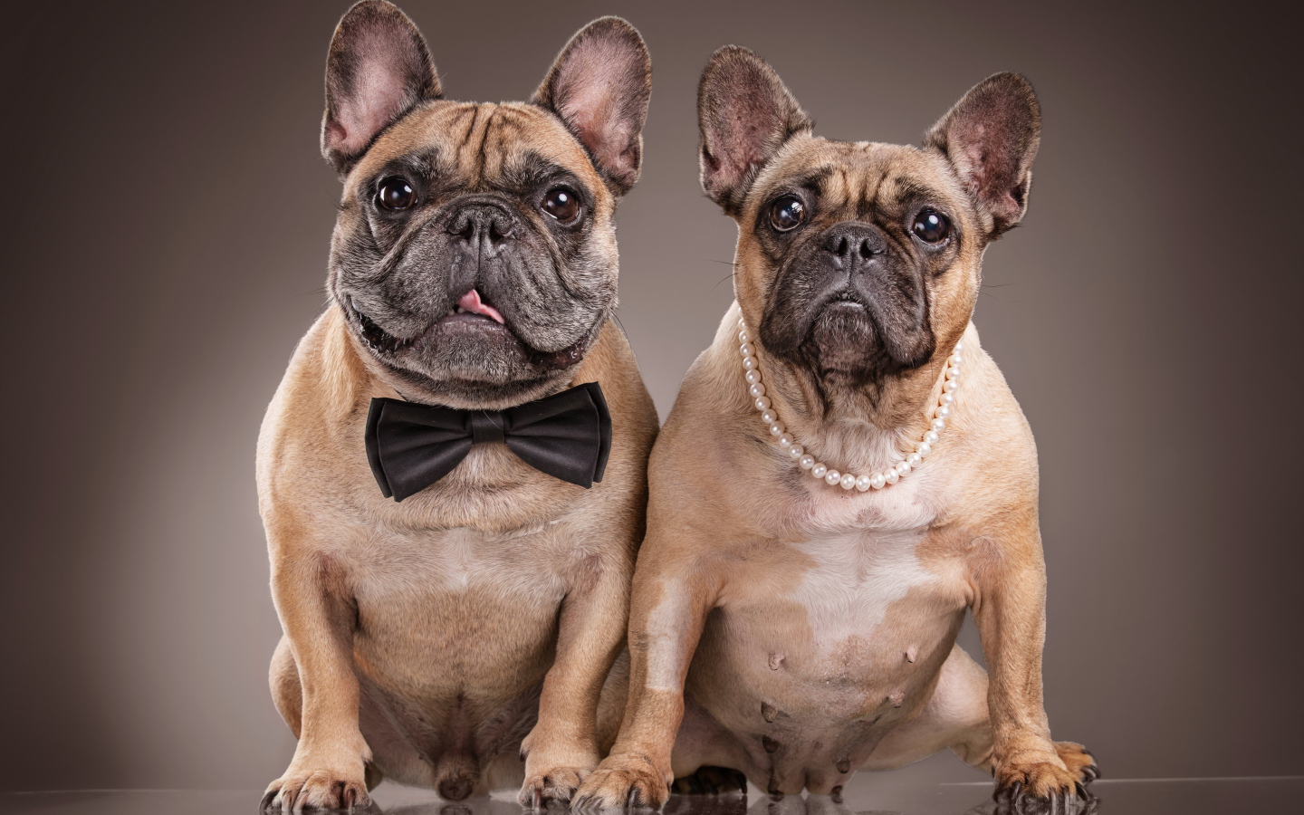 Пара больших бульдогов