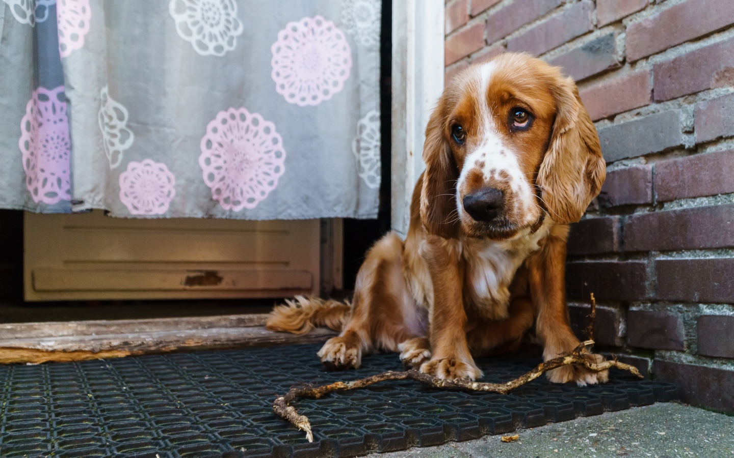 Грустный спаниель сидит у стены
