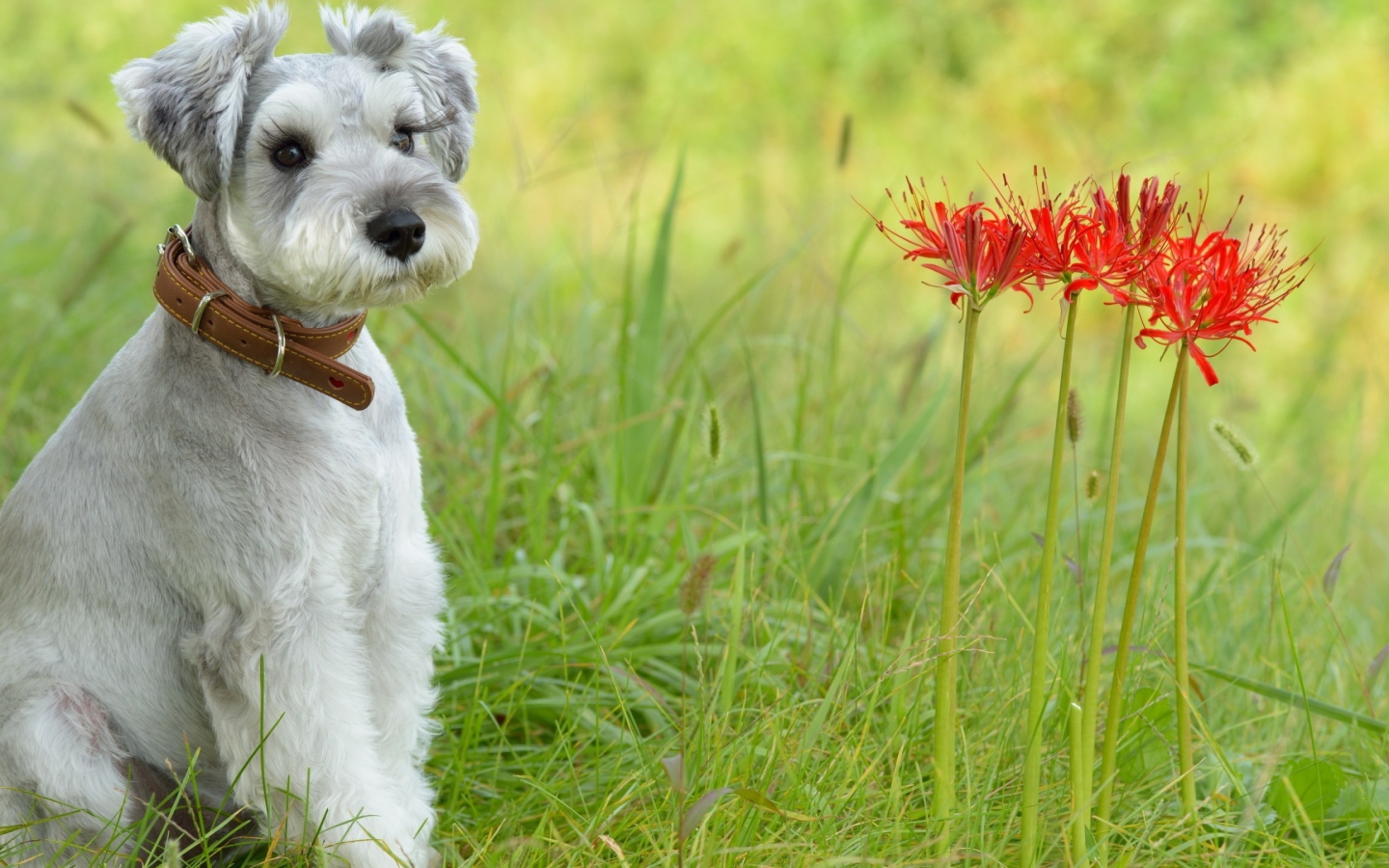Маленький щенок шнауцера сидит рядом с красными цветами