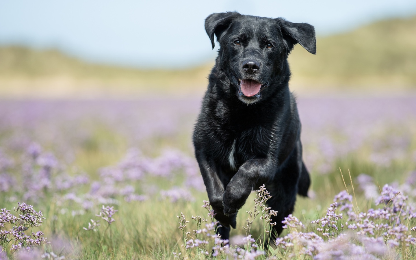 Черный лабрадор бежит по полевым цветам
