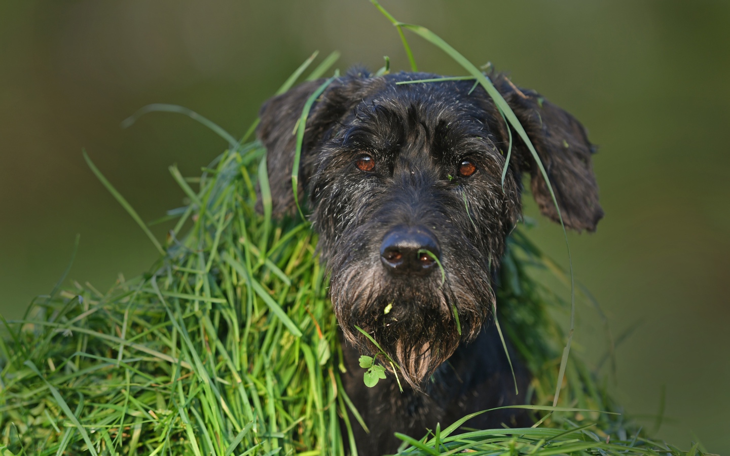 Черная собака породы Шнауцер сидит в зеленой траве