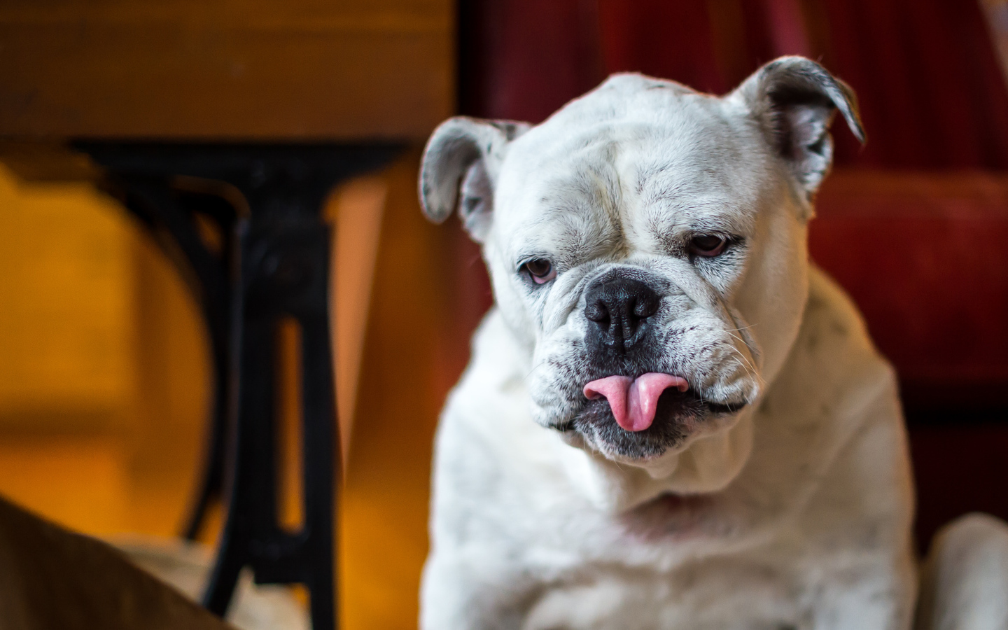 Бульдог с грустной мордой и высунутым языком