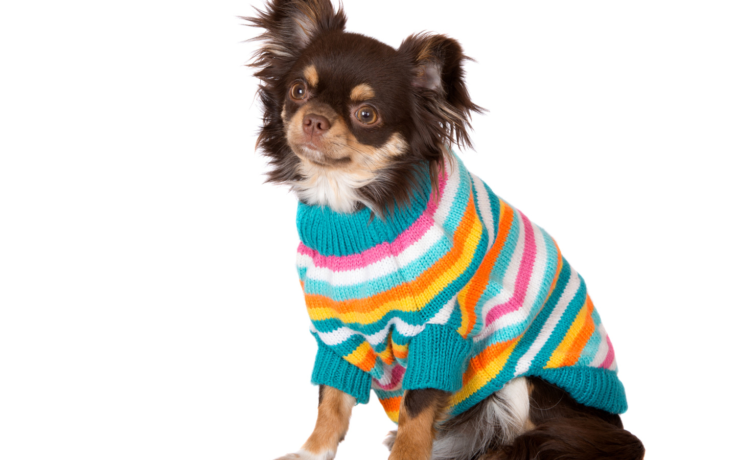 Собака породы чихуахуа в свитере на белом фоне