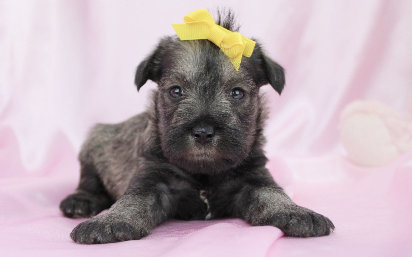 Милый щенок шнауцера с бантом на голове